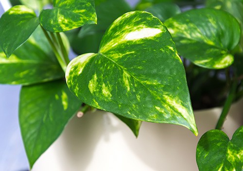 Philodendron Scandens 'Mica'