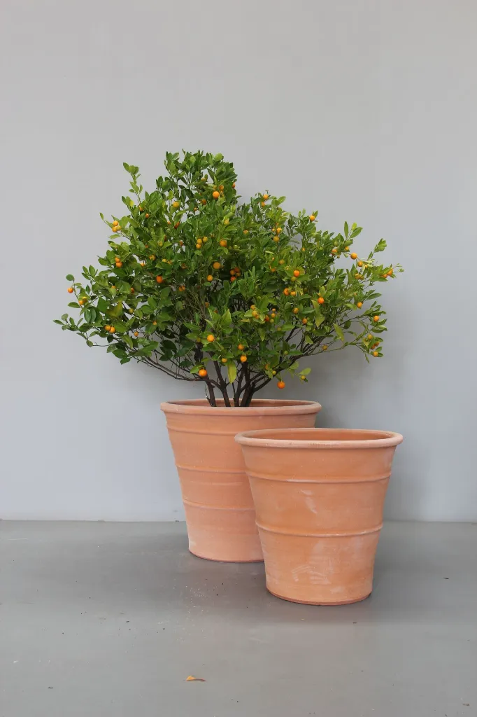 Cretan Citrus Pots with cumquat.webp