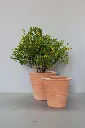 Cretan Citrus Pots with cumquat.webp