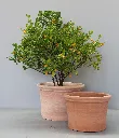 DIT09L and DIT09S TG with cumquat cropped.webp