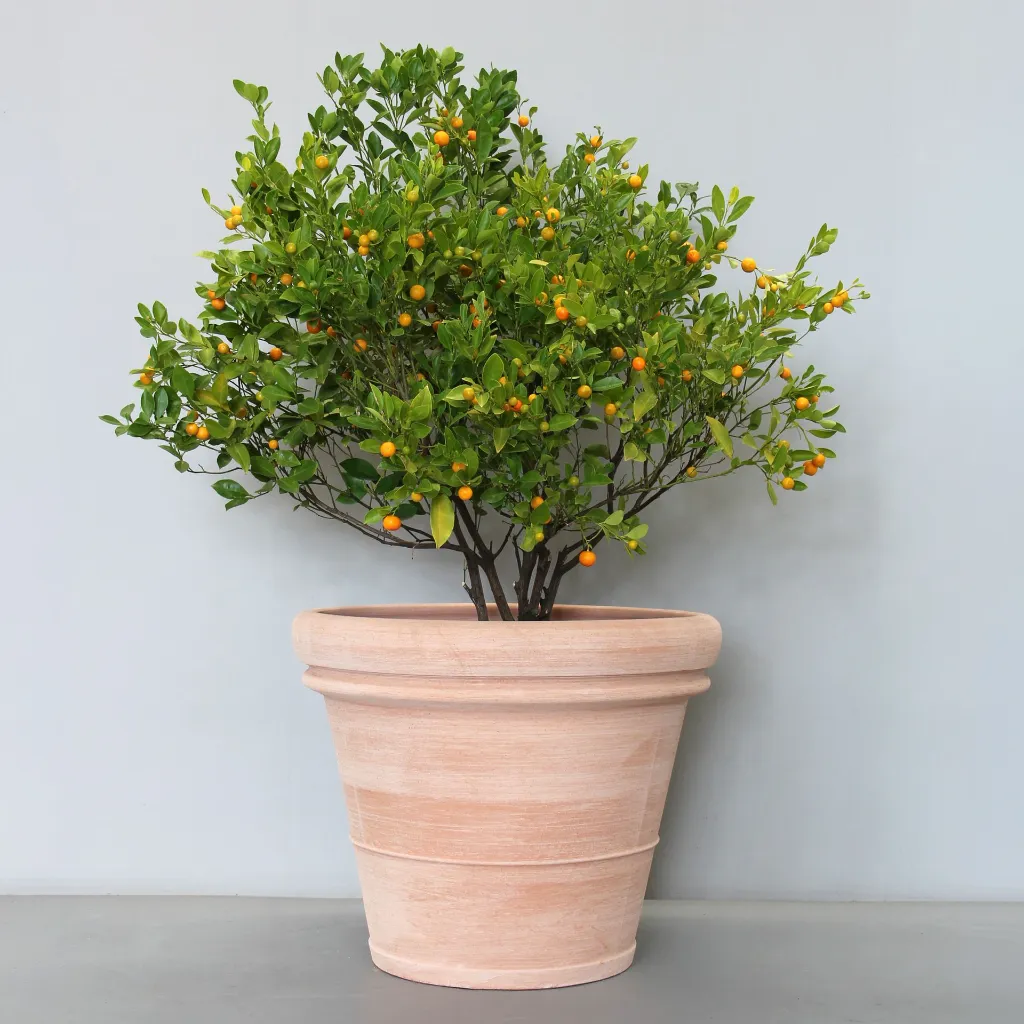DIT07S-TG-with-Cumquat.webp