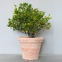 DIT07S-TG-with-Cumquat.webp