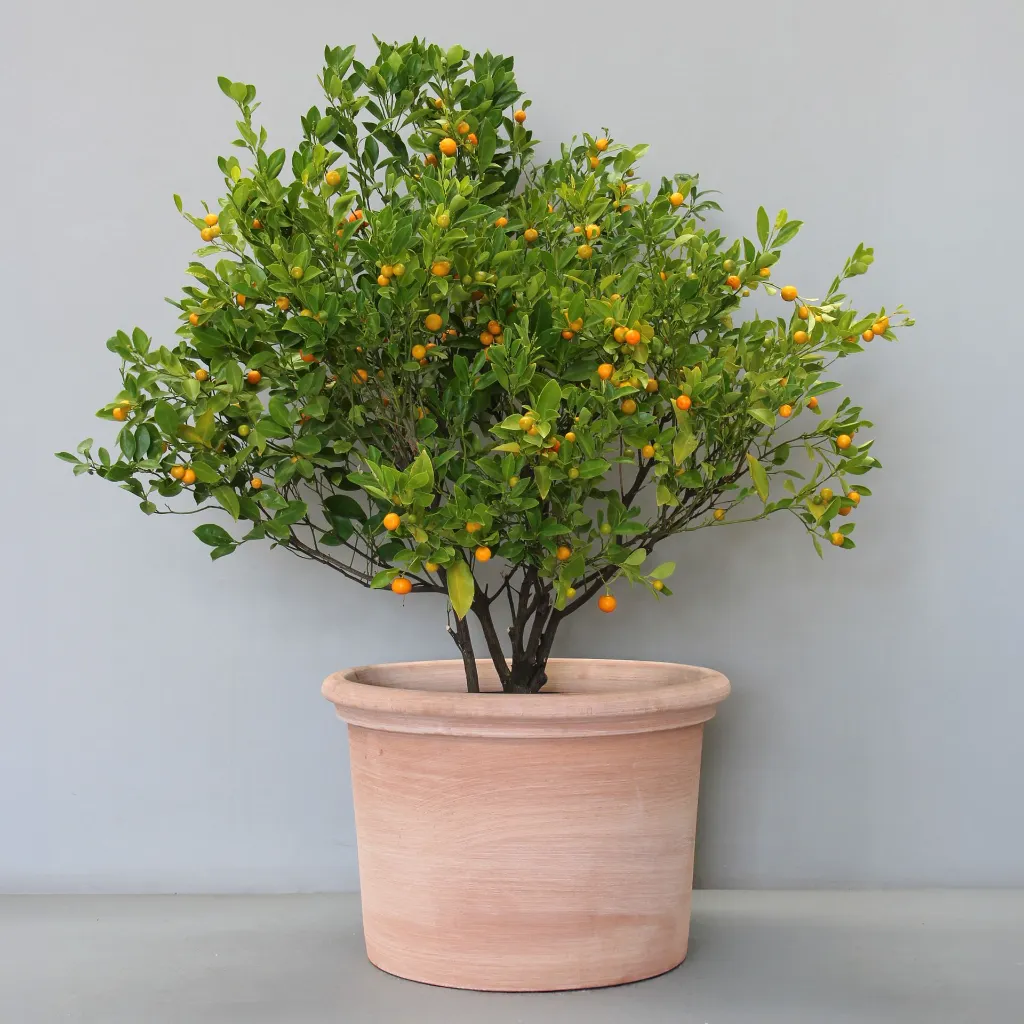 DIT09-TG-with-Cumquat.webp
