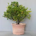 DIT09-TG-with-Cumquat.webp