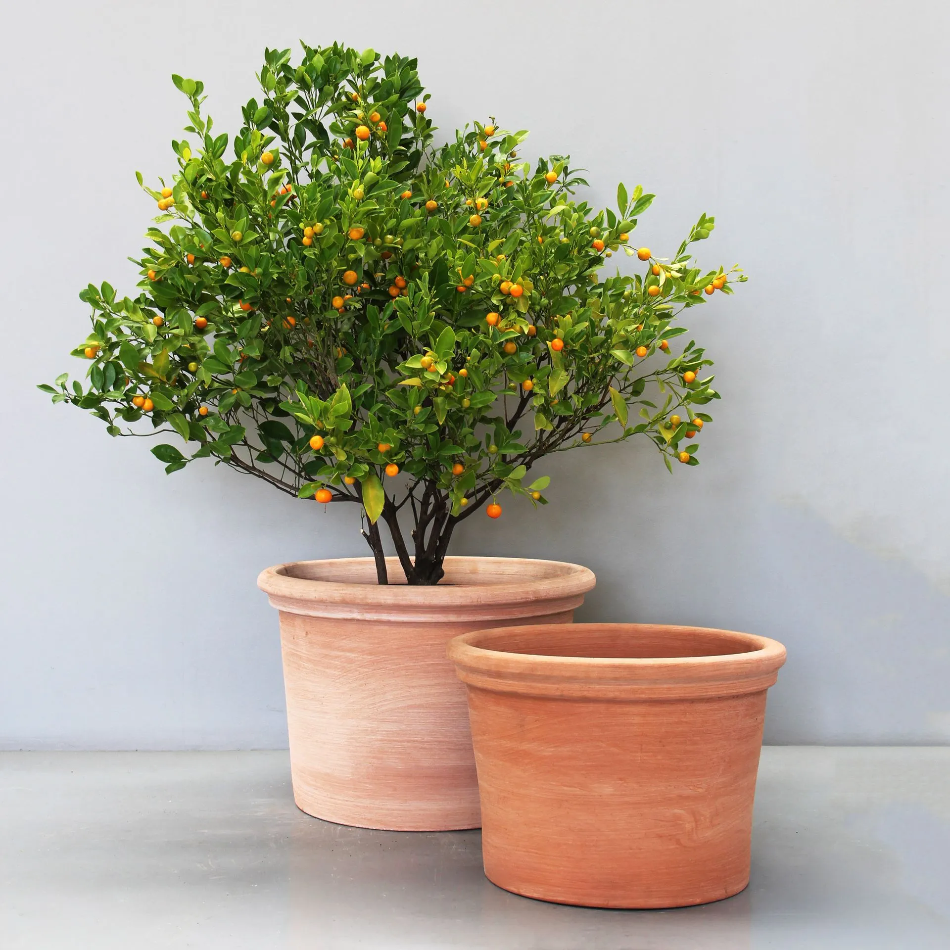 DIT09L-and-DIT09S-TG-with-cumquat.webp