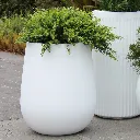 White Merlot.webp