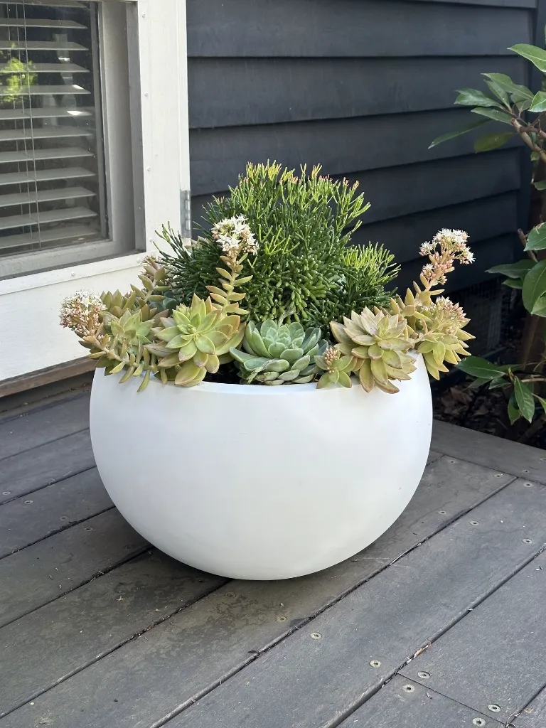 Cratera with succulents.webp