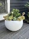 Cratera with succulents.webp