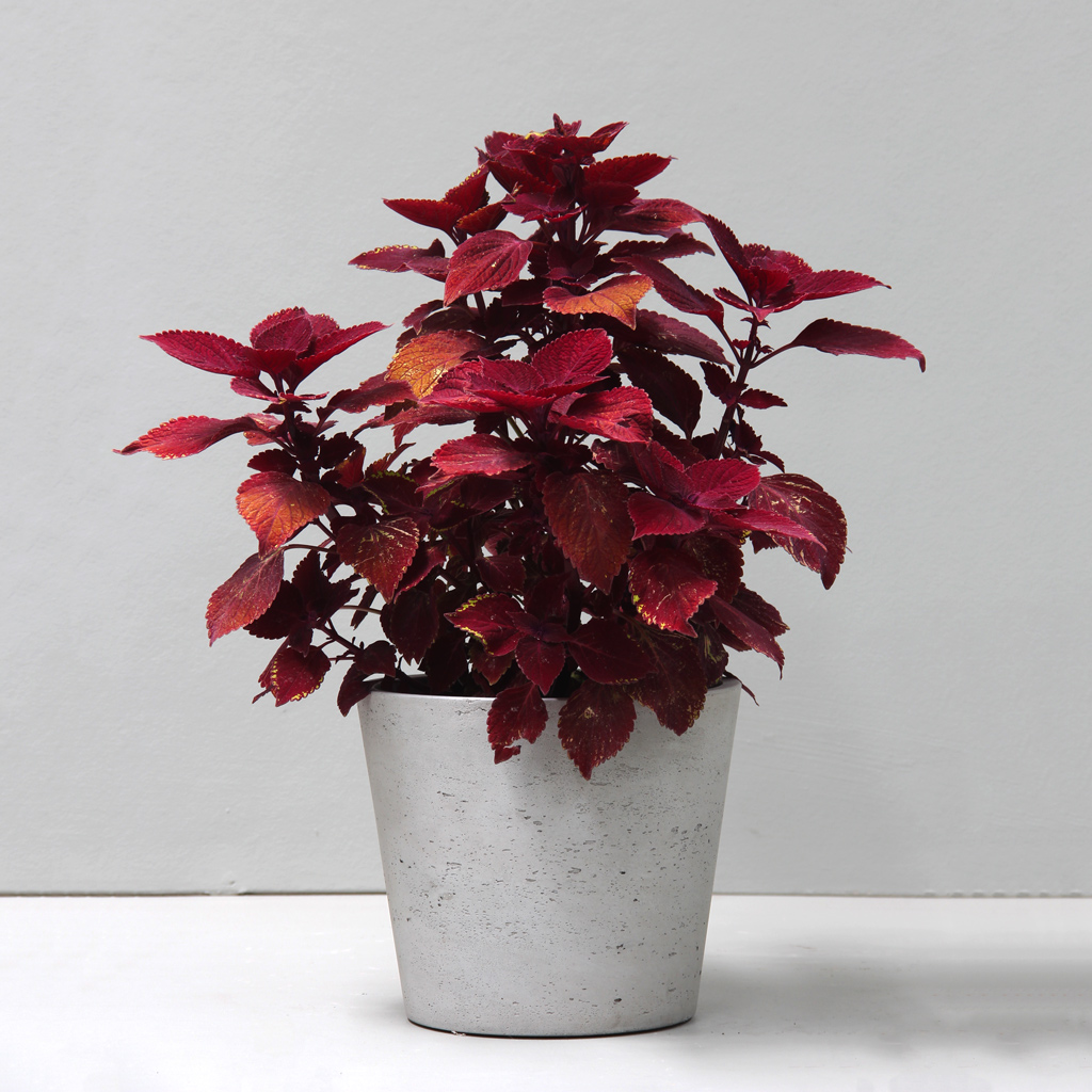 [MDR1LNT] Natural Cover Pot (D32cm x H27cm)