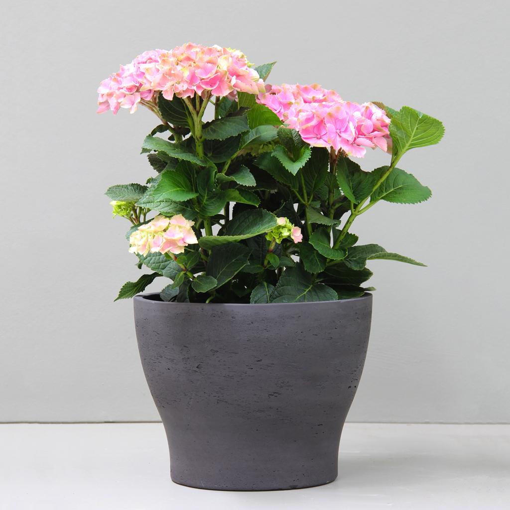 [MDR3XLBK] Black Olive Pot (D32cm x H24cm)
