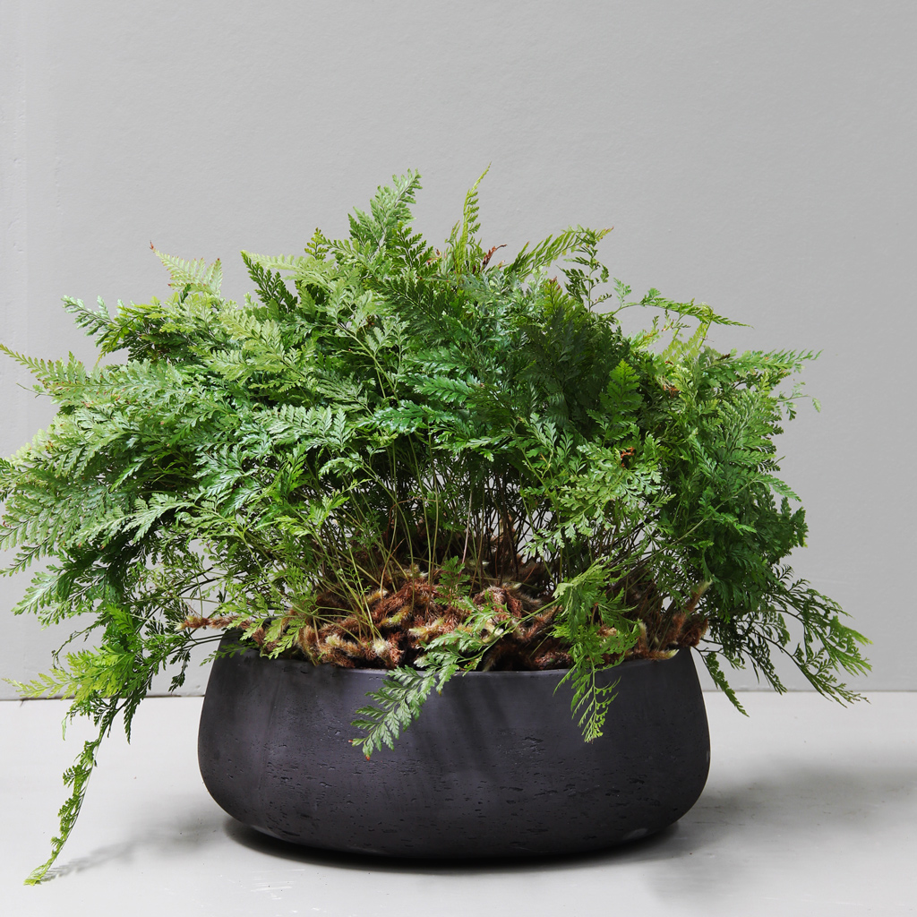 [MDR4LBK] Black Flat Bowl (D39cm x H14.5cm - Not Sold Individually)